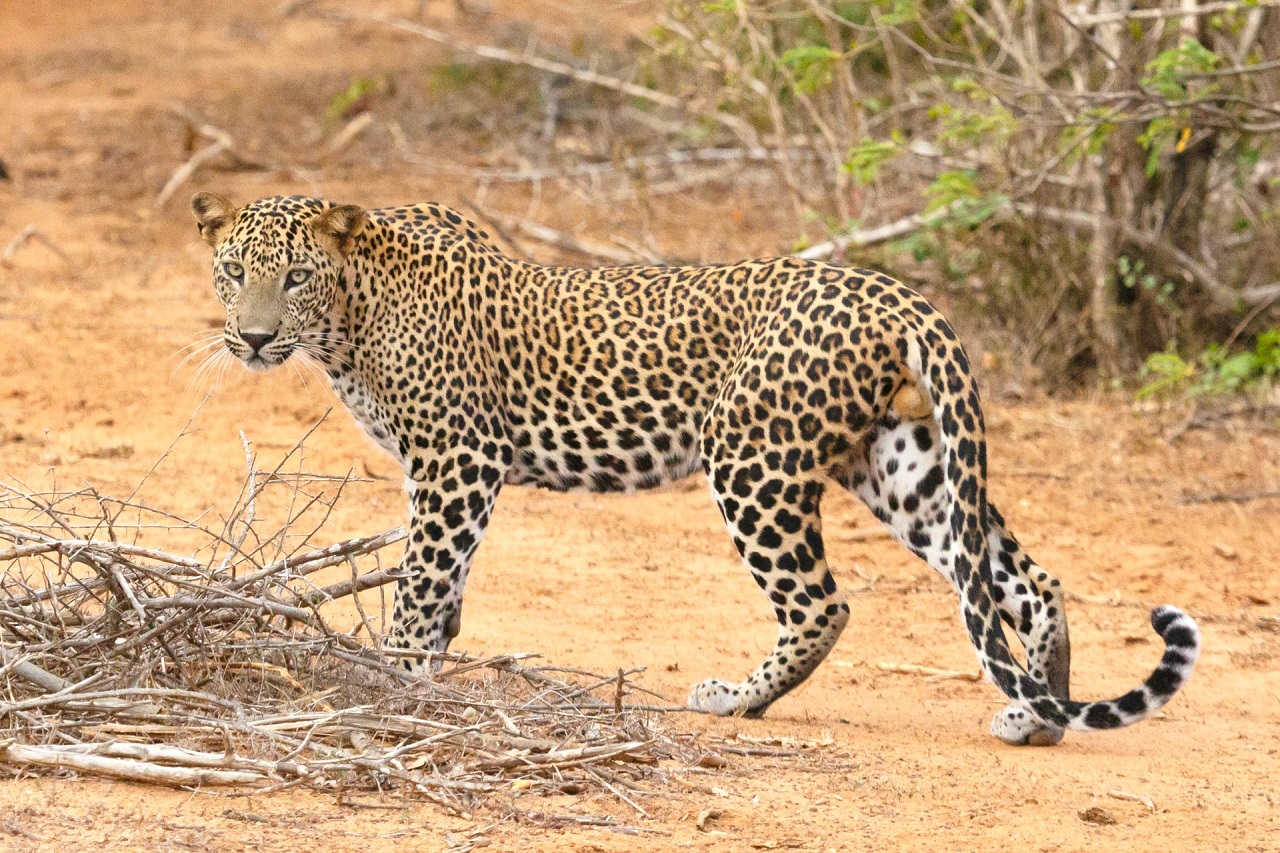 Exploring Yala: Sri Lanka’s Wildlife Wonderland