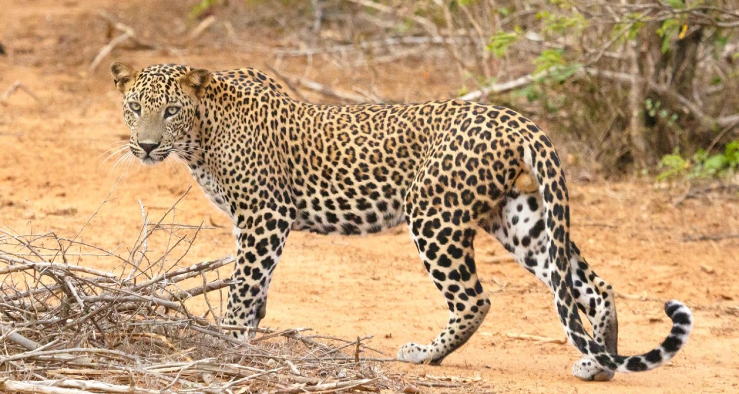 leopards-at-yala-national-park (1)